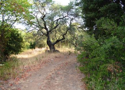 Land for 235 000 euro in Corfu, Greece