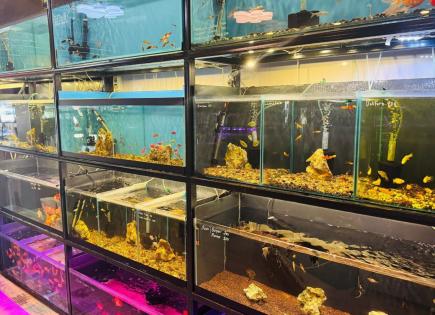 Shop for 139 908 euro in Antalya, Turkey