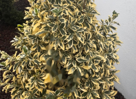 Flat for 1 830 000 euro in Ljubljana, Slovenia